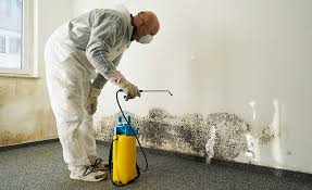 Best Commercial Mold Inspection in Nice, CA